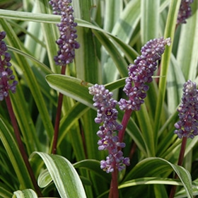 Variegated Lilyturf