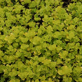 Golden Creeping Jenny 03FLAT