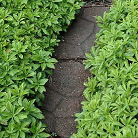 'Green Carpet' Pachysandra 03FLAT