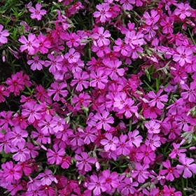 'Apple Blossom' Creeping Phlox