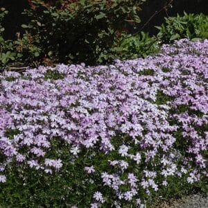 'Blue Emerald' Creeping Phlox