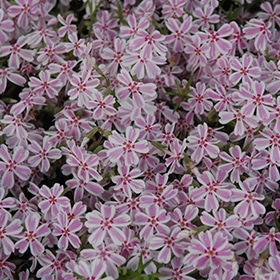 'Candy Stripes' Creeping Phlox
