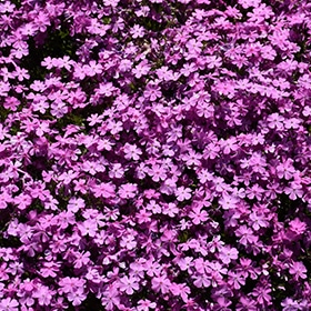 'Emerald Pink' Creeping Phlox
