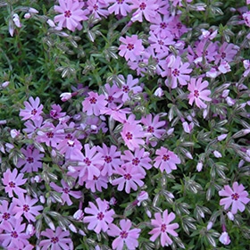 'Fort Hill' Creeping Phlox