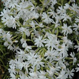 'Snowflake' Creeping Phlox