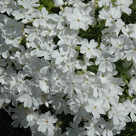 'White Delight' Creeping Phlox