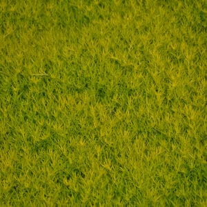 Scotch Moss