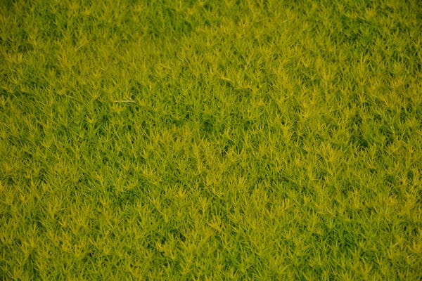 Scotch Moss