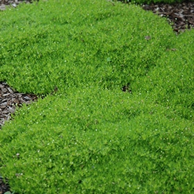 Irish Moss/Pearlwort