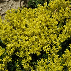 Goldmoss Stonecrop 03FLAT