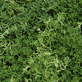 'Chlorotictum' Stonecrop 1QT