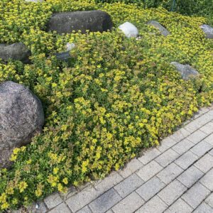 'Bailey's Gold' Sedum 03Flat