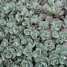 Stonecrop 03FLAT