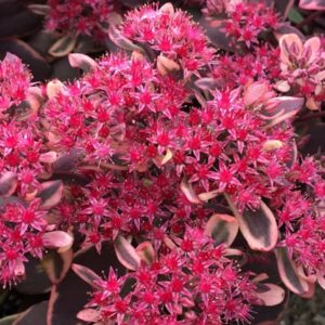 'Dazzleberry' Sedum #1
