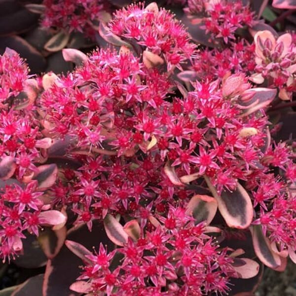 'Dazzleberry' Sedum #1