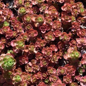 'Dragon's Blood' Sedum 03FLAT
