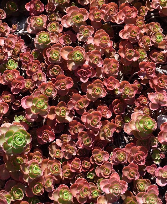 'Dragon's Blood' Sedum 03FLAT