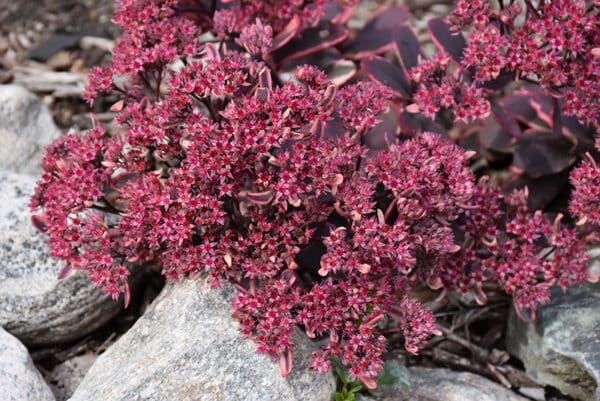 'Dream Dazzler' Stonecrop - Image 2