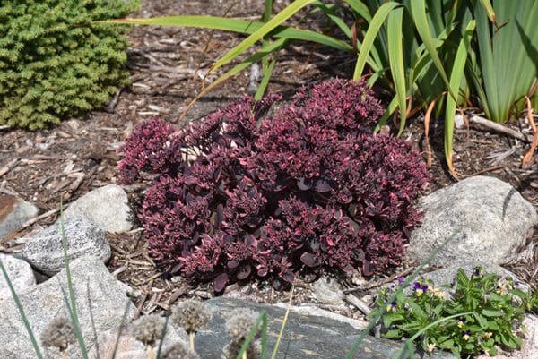 'Dream Dazzler' Stonecrop - Image 3