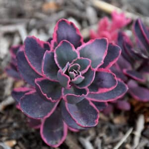 'Dream Dazzler' Stonecrop