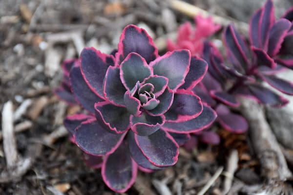 'Dream Dazzler' Stonecrop