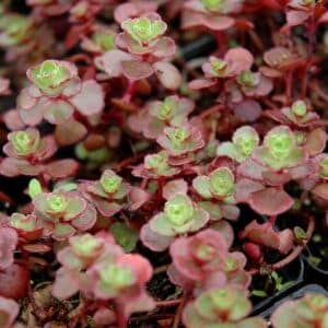Flaming Carpet Stonecrop