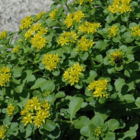 Yellow Russian Stonecrop
