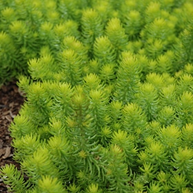 Golden Stonecrop