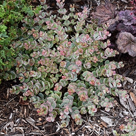 Stonecrop