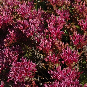 'Dragon's Blood' Sedum 03FLAT