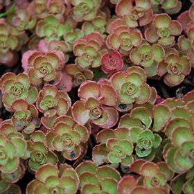 'Fuldaglut' Stonecrop 03FLAT