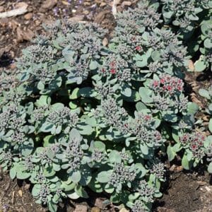 Superstar' Sedum #1