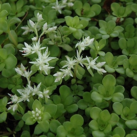 Whorled Stonecrop