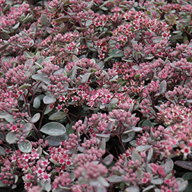 'Vera Jamison' Sedum 1QT