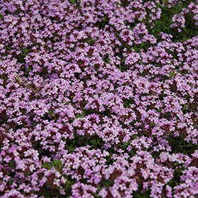 Red Compact Mother of Thyme