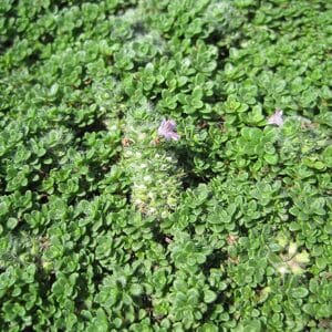 'Elfin' Creeping Thyme