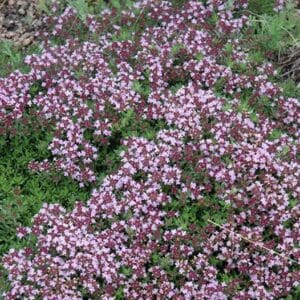 'Magic Carpet' Creeping Thyme