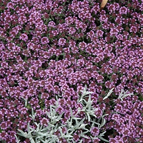 'Pink Chintz' Creeping Thyme