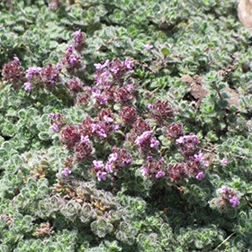 Woolly Thyme