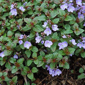 'Waterperry' Speedwell