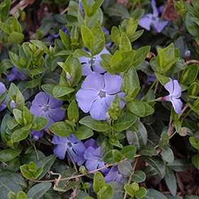 'Bowles' Vinca 03FLAT