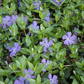 'Dart's Blue' Vinca 03FLAT