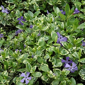 Variegated Vinca 03FLAT