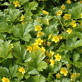 Barren Strawberry 03FLAT