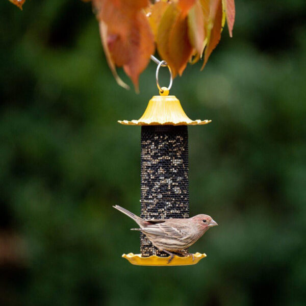 Little Bit Finch Feeder - Image 2