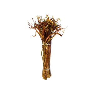 Fantail Willow