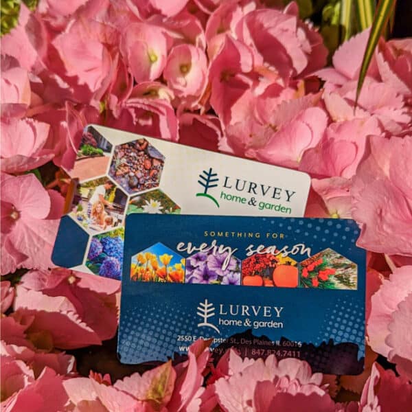 egift card