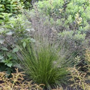 'Gone With The Wind' Prairie Dropseed