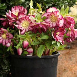 'Garnet Frills' Lenten Rose
