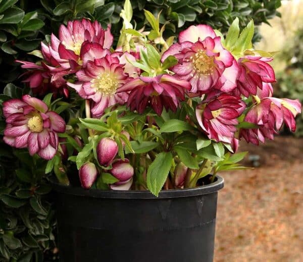 'Garnet Frills' Lenten Rose